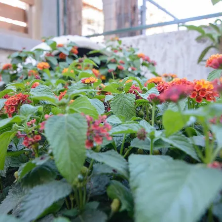 Apartahotel Apanemia By Flegra 4*